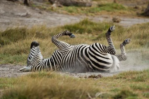 Young Zebra lying down on the Back 写真素材