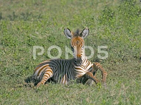 Young Zebra Stock Photos