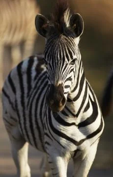 Young zebra Stock Photos