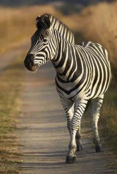 Young zebra Stock Photos