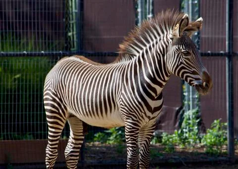 Young Zebra 库存照片