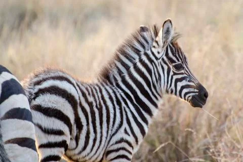 Young zebra Stockfoto's