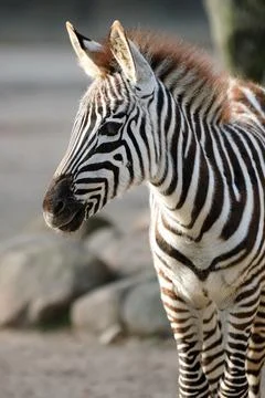 Young zebra Foto stock