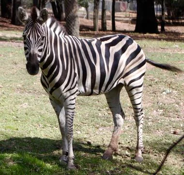 A young zebra Stock Photos