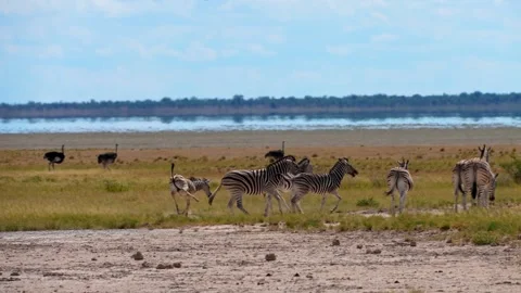 Young Zebra Playfully Jumping Around Mother in African Savanna. Stock Footage 313206934