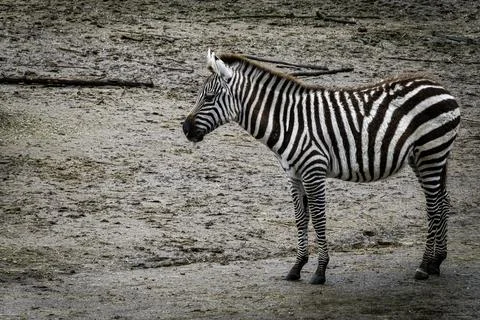 Young zebra standing in the sand Foto stock