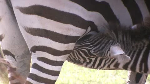 Young zebra sucking Stock-Footage 22323297