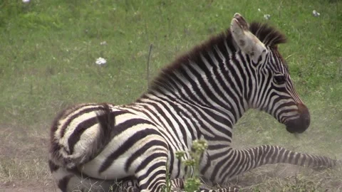 Young zebra takes a dust bath and rolls on its back stirring up sand, Stock Footage 167408002