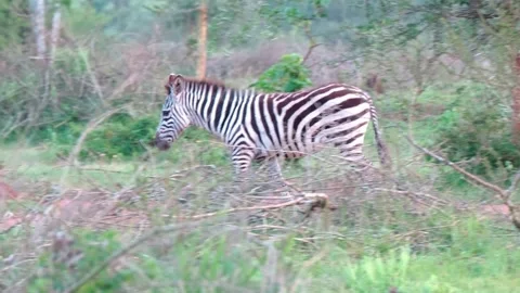 Young Zebra Walking Through Bushes In Lake Mburo National Park, Uganda, Stock-Footage 269899740