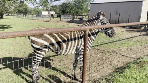 Young Zebra was eating grass Stock Footage 240690404