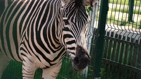 Young Zebra in a zoo Stock Footage 137321318