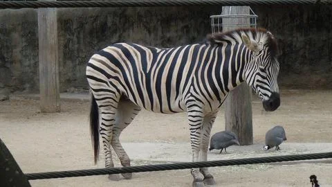 Young Zebra in a zoo Fotos Stock