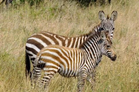 Young zebras Stock Photos