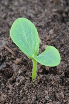 Young zucchini plant - seedling Stock Photos