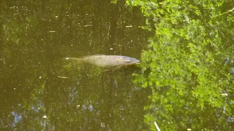 YoungCarpBreathing Stock Footage 308028503