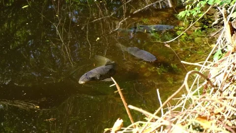 YoungCommonCarpsSwimming Stock Footage 307399811