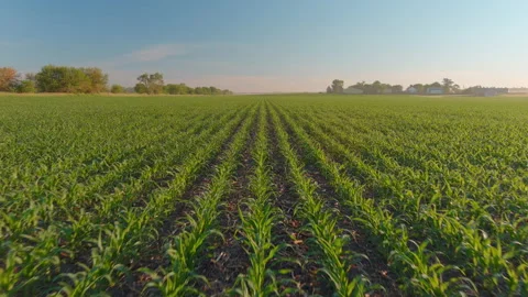YoungCorn Field  - fast Stock-Footage 156006493