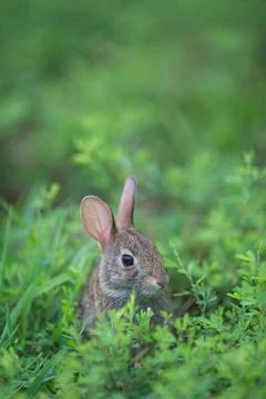 YoungCottontail01 Stock Photos