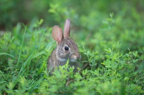 YoungCottontail01 Stock Photos