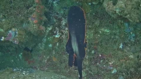 Younger batfish in the Lembeh strait Video stock 102906786