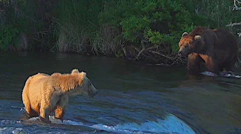 Younger Blonde Brown Bear is Concerned About Large Brown Boar Stock Footage 50405353