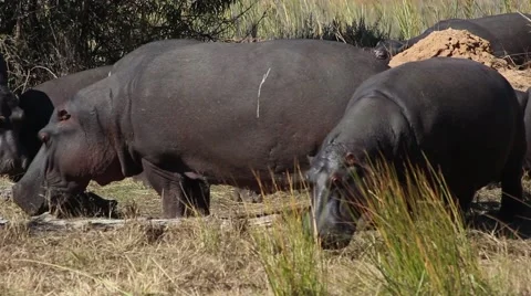 Younger hippos. Stock Footage 51771123