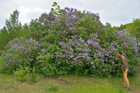 The younger man sniffs and examines the bushes of a blossoming lilac Stock Photos