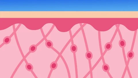 Younger skin and aging vector / collagen loss Stock Footage 79841774