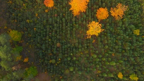 YoungForest Stock Footage 103547119