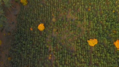 YoungForest2 Stock Footage 103546817