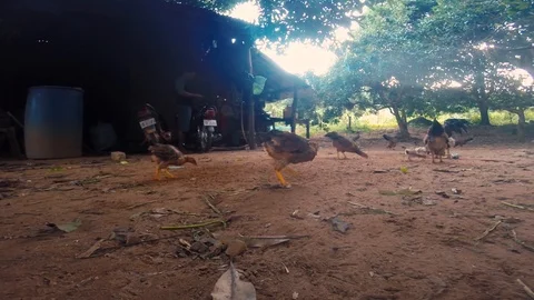 Youngs chicks eating in Cambodia Stock Footage 100772442