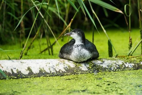 Youngster coot resting on tree trunk near reed. Leiden. Zuid-Holland. The Net Stock Photos