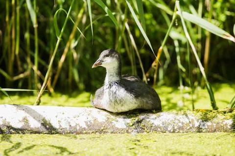 Youngster coot resting on tree trunk near reed. Leiden. Zuid-Holland. The Net Stock Photos