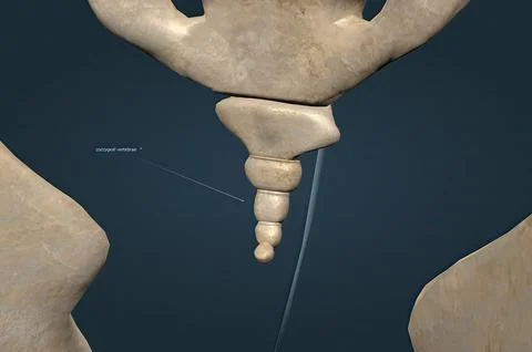 Your coccyx is made up of three to five fused vertebrae Stock Illustration