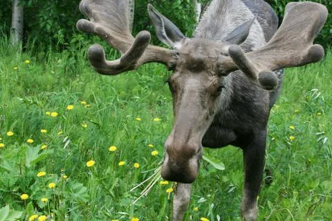 In your face eating moose Stock Photos
