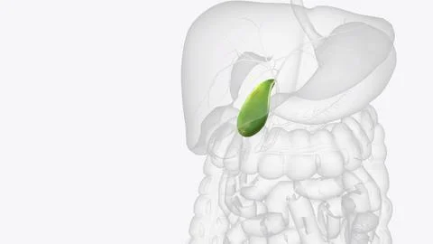 Your gallbladder is a small, pear-shaped organ in your upper right abdomen Stock Illustration