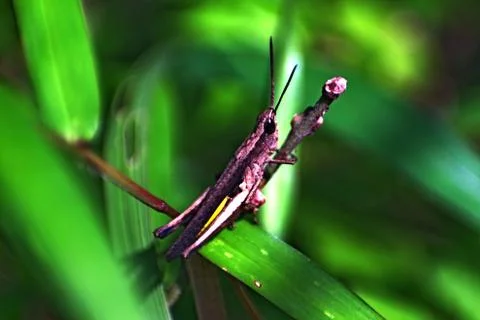 Your grasshopper is brown, perched on a tree branch facing diagonally Stock Photos
