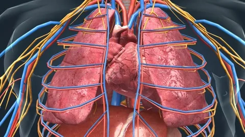 Your heart is the only circulatory system organ. Blood goes from the heart to 스톡 동영상 229844826