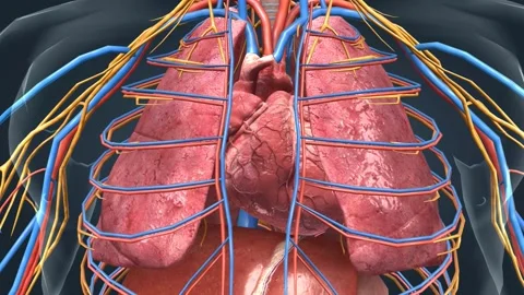 Your heart is the only circulatory system organ. Blood goes from the heart to 스톡 동영상 229844986