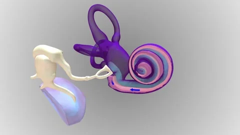 Your inner ear has three main parts: your cochlea, semi-circular canals Stock Footage 246052813