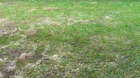 Your thriving garden is just a few steps away! Assess winter damage, enrich.. Stock Footage 305753653