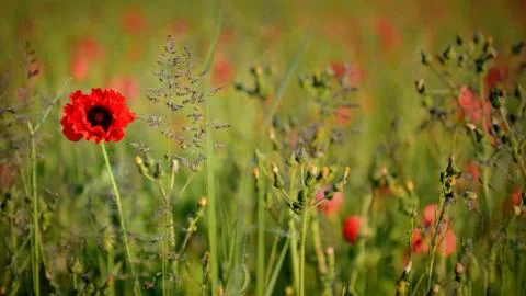 You're the one Stock Photos
