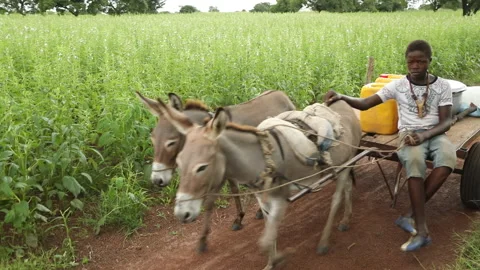 Youth fetching water with donkey cart in... | Stock Video | Pond5