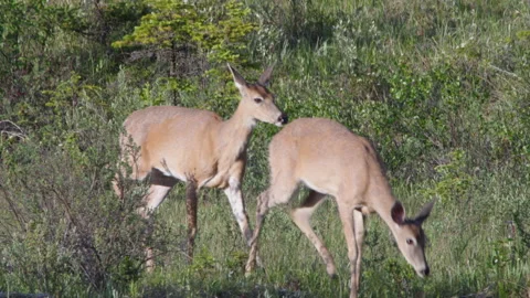 Youthful Deer by the riverside during the setting sun Stock Footage 208955807