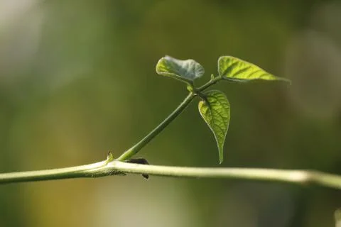 Youung beans leaf  (1) Stock Photos
