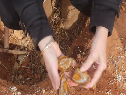 YOWAH OPAL NUT Stock Footage 100519198