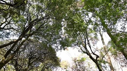 Yoyogi park low angle view of tall trees in Tokyo with sky in slow motion Stock Footage 107941202