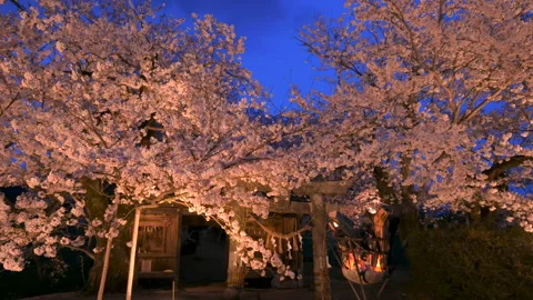 Yozakura: Evening Moon Shrine 2 Video stock 332819944