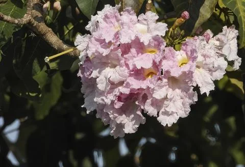 Ype flower Stock Photos