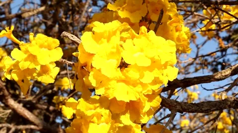 Ype Tree in Bloom Video stock 138537743